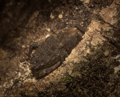 Poropterus variabilis