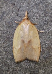 Sparganothis xanthoides