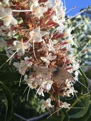 Satyrium californica