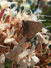 Satyrium californica