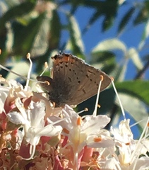 Satyrium californica