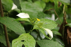 Mussaenda roxburghii