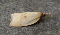 Sparganothis xanthoides