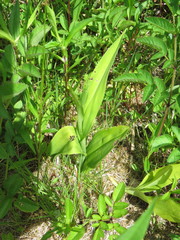 Platanthera psycodes