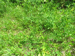 Platanthera psycodes