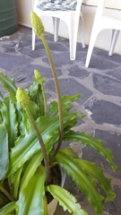 Veltheimia