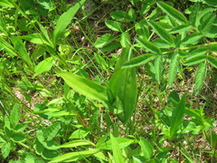 Platanthera psycodes