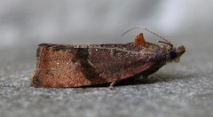 Evora hemidesma