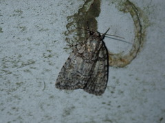 Acronicta retardata