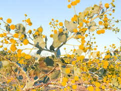 Acacia pyrifolia