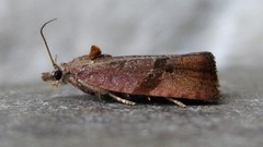 Evora hemidesma