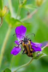 Brachyta interrogationis