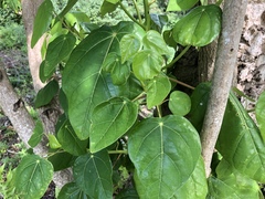 Hernandia nymphaeifolia