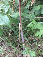 Chaerophyllum bulbosum