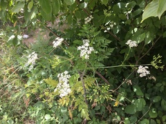Chaerophyllum bulbosum