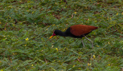 Jacana jacana