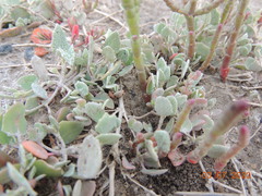 Atriplex verrucifera
