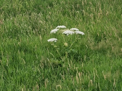 Heracleum sosnowskyi