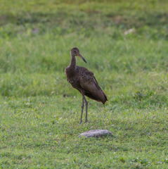 Aramus guarauna
