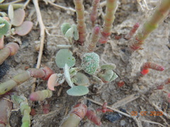 Atriplex verrucifera