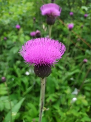 Cirsium heterophyllum