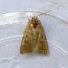 Hoplodrina octogenaria