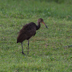 Aramus guarauna