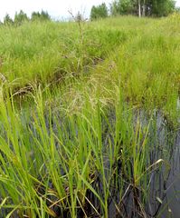 Glyceria arundinacea