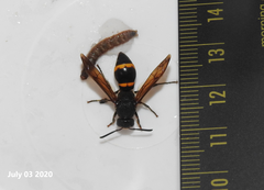 Orancistrocerus drewseni