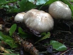 Agaricus buckmacadooi