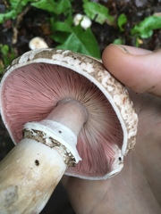 Agaricus buckmacadooi