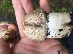Agaricus buckmacadooi