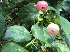 Hernandia nymphaeifolia