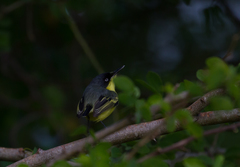 Todirostrum cinereum