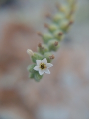 Heliotropium rotundifolium