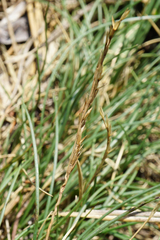 Festuca stricta