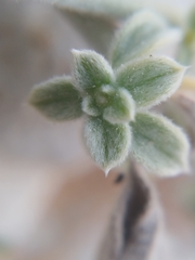 Heliotropium rotundifolium