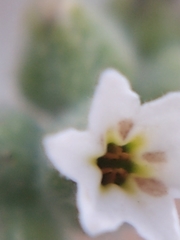 Heliotropium rotundifolium