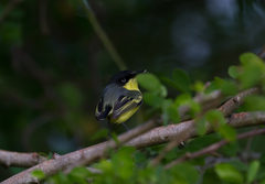 Todirostrum cinereum