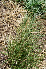 Festuca stricta