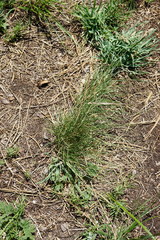 Festuca stricta