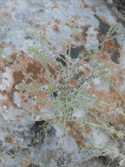 Heliotropium rotundifolium