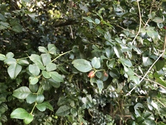 Triphasia trifolia