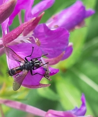 Cylindromyia interrupta