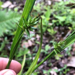 Carex folliculata