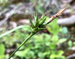 Carex folliculata