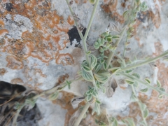 Heliotropium rotundifolium