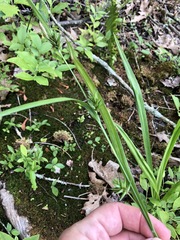 Carex folliculata