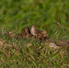 Troglodytes aedon