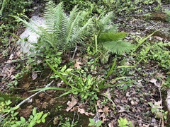 Carex folliculata